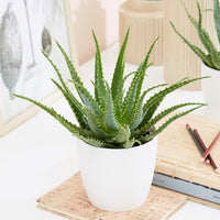 Aloe arborescens - Baumaloe - Grüne Zimmerpflanzen