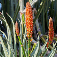 Baumaloe - Aloe arborescens - Bakker