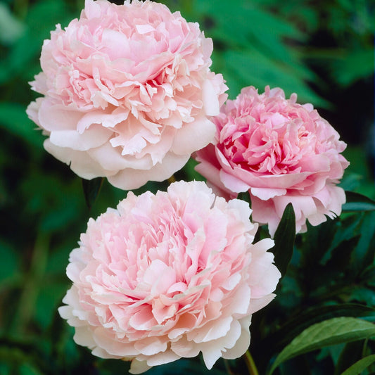 Pfingstrose Albert Crousse - Bakker