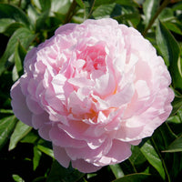 Pfingstrose Albert Crousse - Paeonia lactiflora Albert Crousse - Bakker