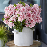 Azalee Encore®  Sunburst - Rhododendron Encore® Sunburst - Bakker