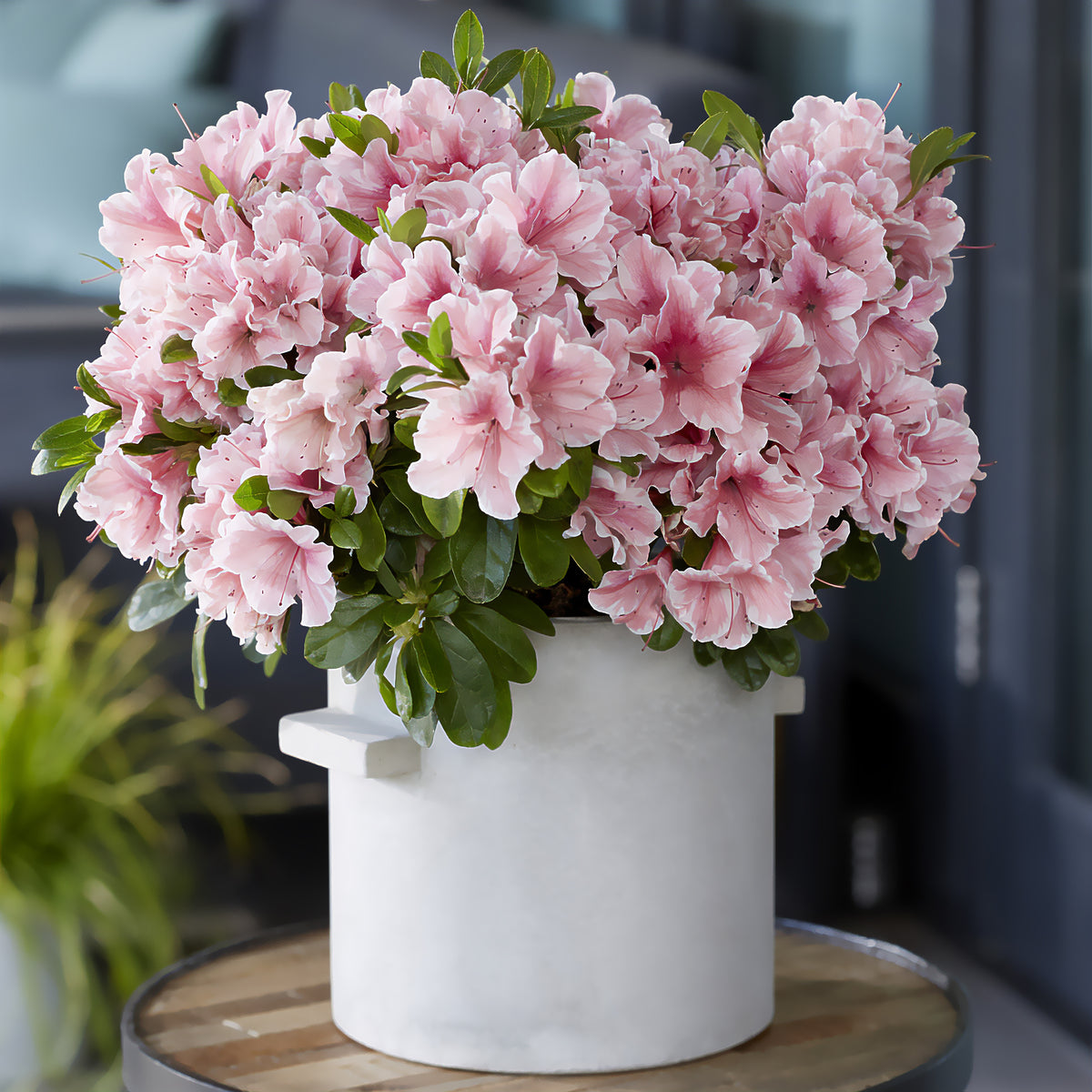 Japanische Azalee ‘Encore Sunburst’® - Rhododendron Encore® Sunburst - Bakker