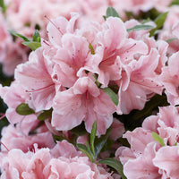Azalee Encore®  Sunburst - Bakker