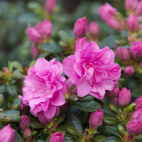 Azaleen - Japanische Azalee  Lilac Surprise - Azalea japonica Lilac Surprise