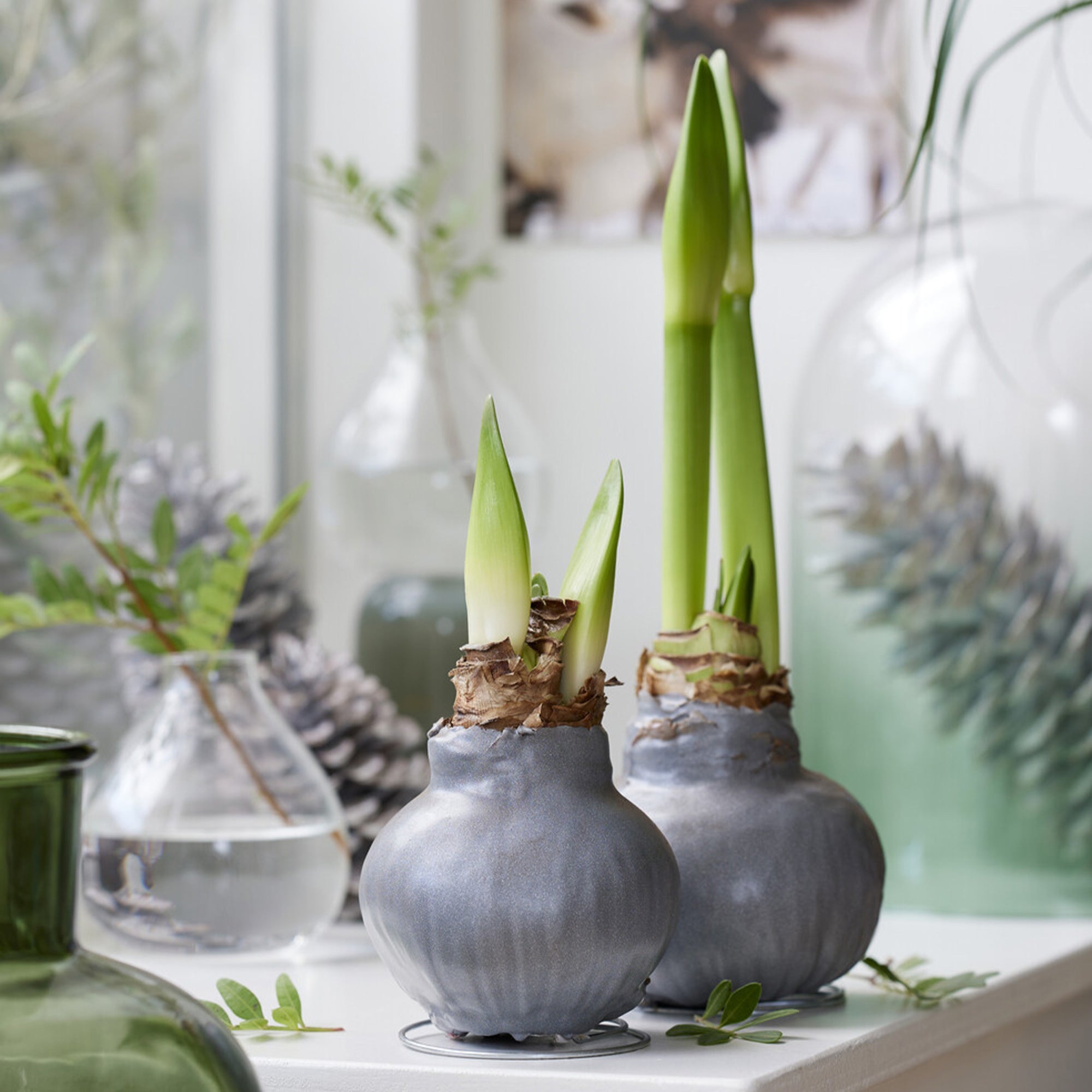 Caspari Papierservietten Amaryllis Im Topf – Goldfarben, 20 Stück, Dreilagig, FSC-zertifiziert