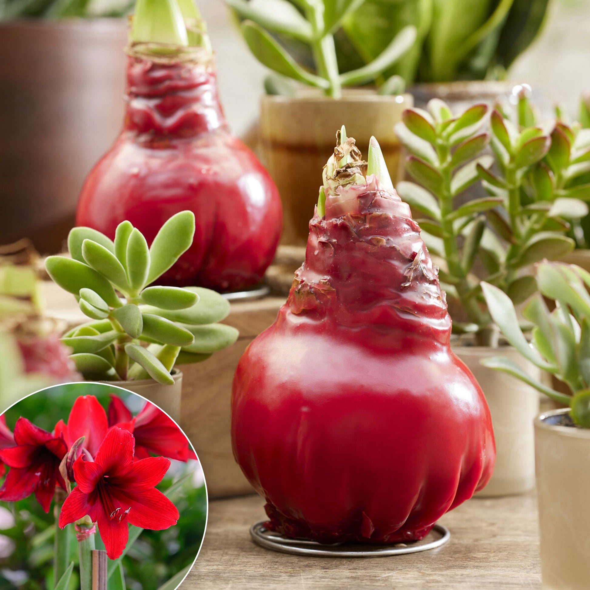 Wachs Amaryllis  Gloss X Mas Red - Bakker