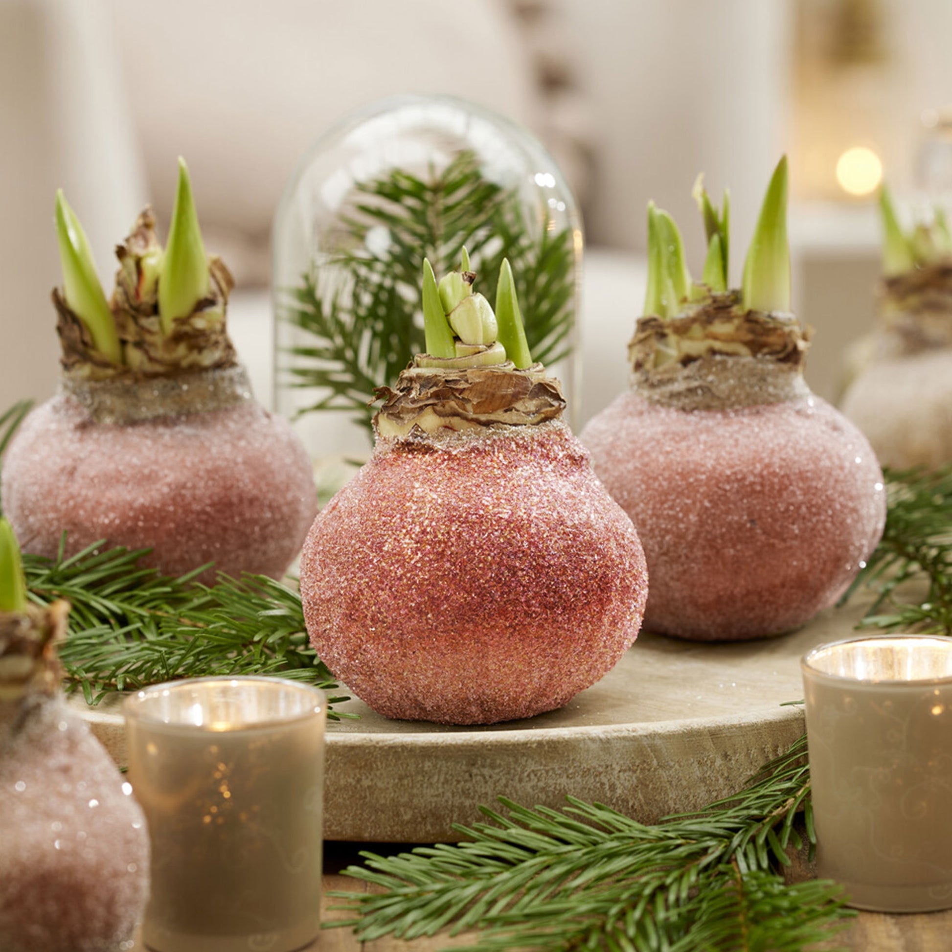 Wachs Amaryllis  Magic Rosé Gold - Bakker