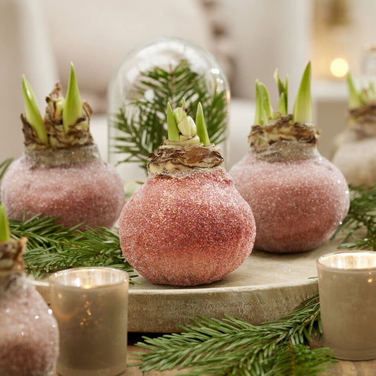 Wachs Amaryllis  Magic Rosé Gold - Bakker