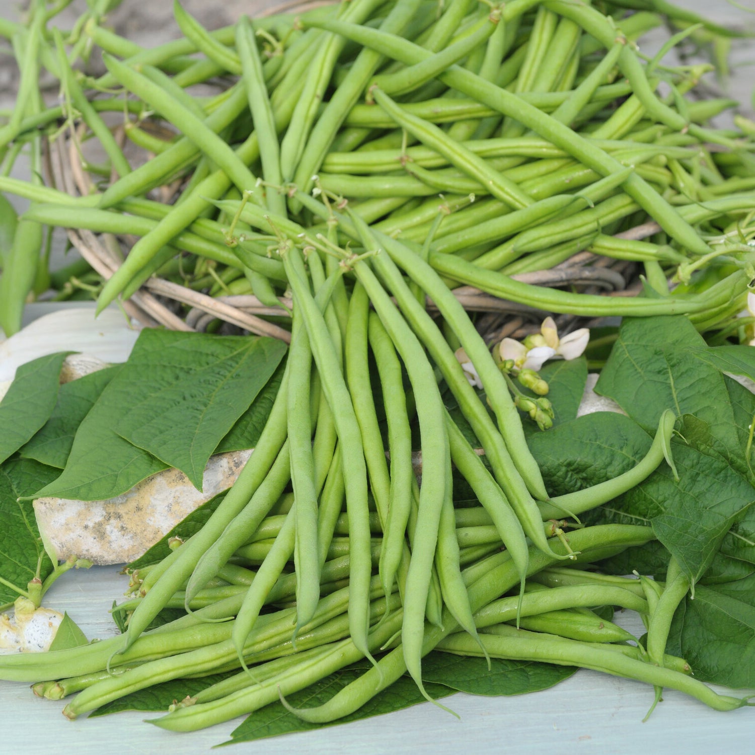 Buschbohne, mangetout ‘Castandel’ - Phaseolus vulgaris nain mangetout castandel (obt. clause) - Bakker