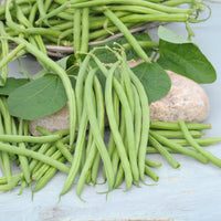 Phaseolus vulgaris nain mangetout castandel (obt. clause) - Buschbohne, mangetout ‘Castandel’ - Samen für Bohnen
