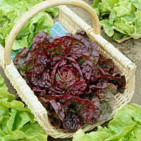 Kopfsalat ‘Merveille des quatre saisons’ - Bakker
