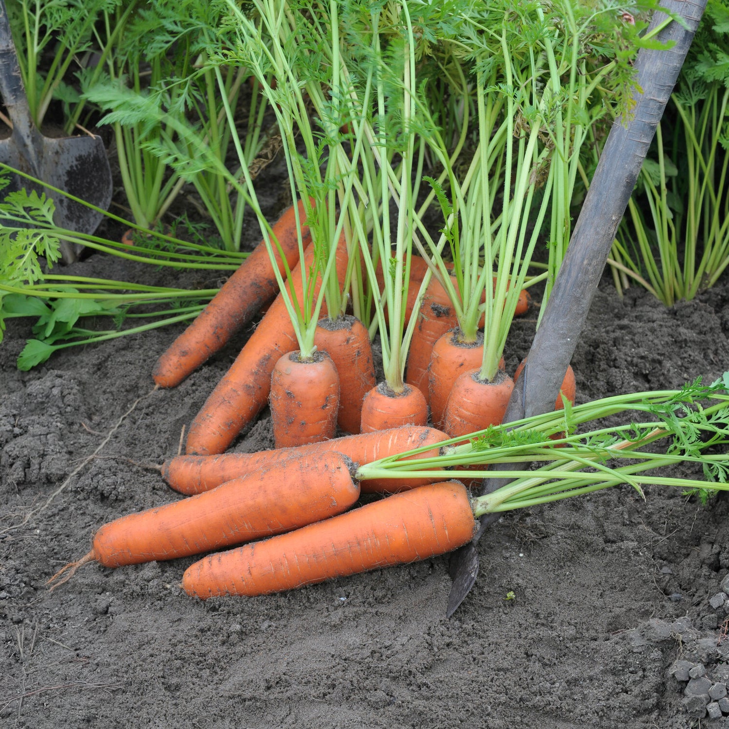 Möhre ‘Flyaway’ F1 - Daucus carota flyaway f1 - Bakker