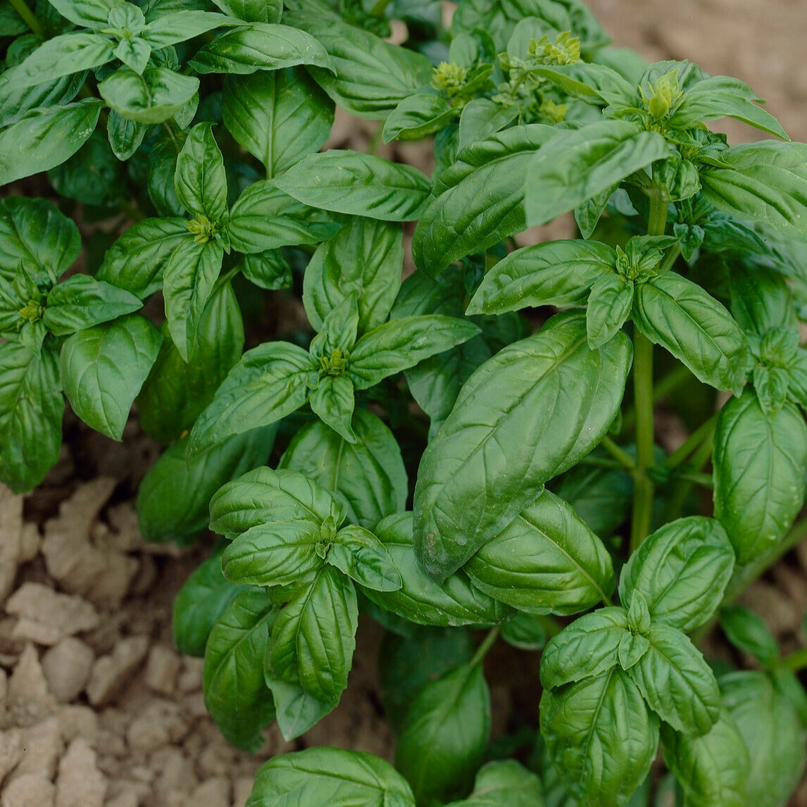 Kräuter Mischung (Petersilie, Basilikum, Kerbel, Schnittlauch) - Collection de fines herbes (persil, basilic, cerfeuil, ciboulette) - Gemüsegarten