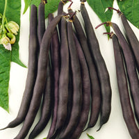 Buschbohne Purple Queen - Phaseolus vulgaris purple queen - Bakker