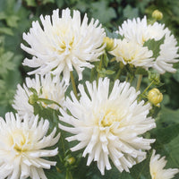 Dahlien White Happiness (x3) - Dahlia White Happiness - Bakker