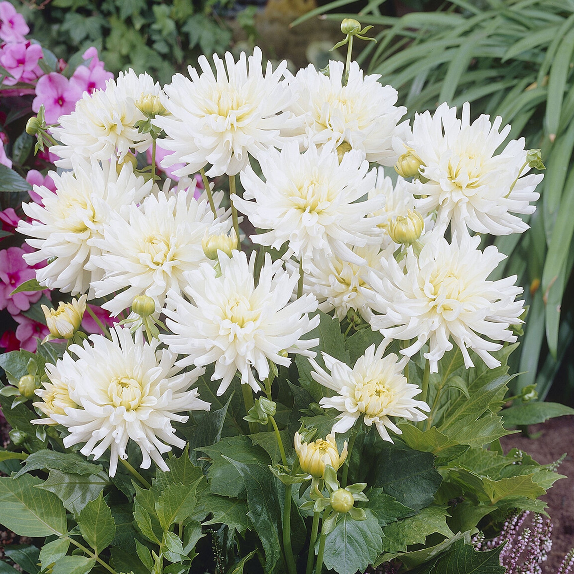 Blumenzwiebeln Dahlien White Happiness (x3) - Dahlia white happiness