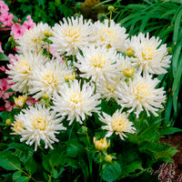 Dahlien White Happiness (x3)