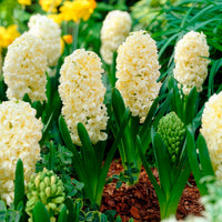 Hyazinthe 'City of Haarlem' (x6) - Bakker