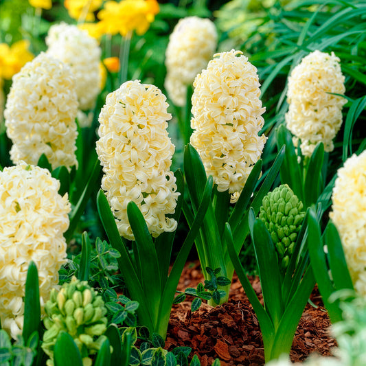 Hyazinthe 'City of Haarlem' (x6) - Bakker