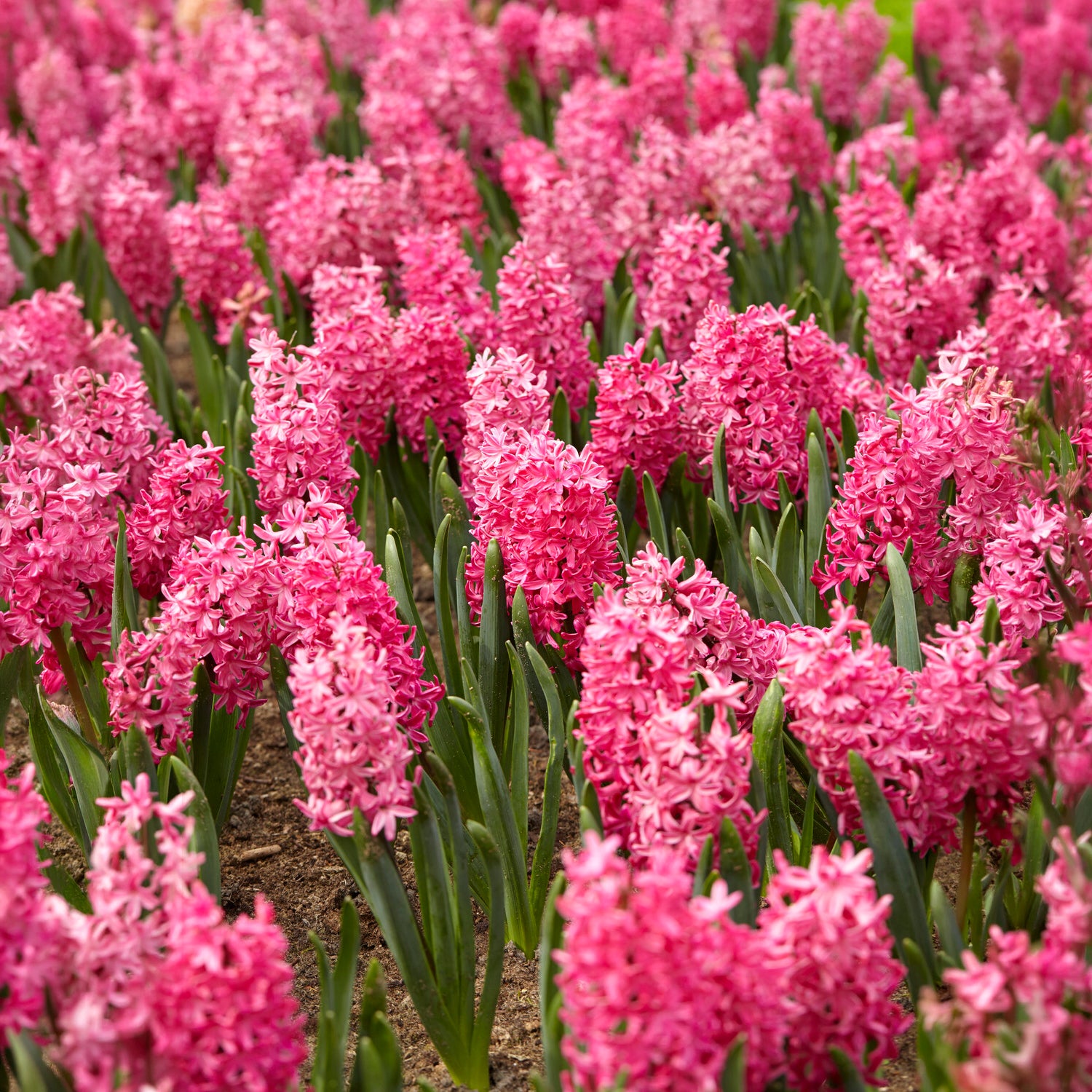 Verkauf Hyazinthe 'Jan Bos' (x6)