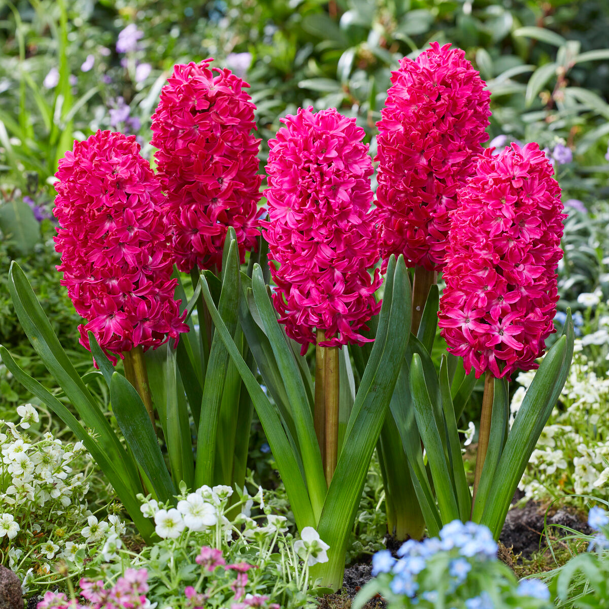 Verkauf Hyazinthe 'Jan Bos' (x6) - Hyacinthus orientalis Jan Bos