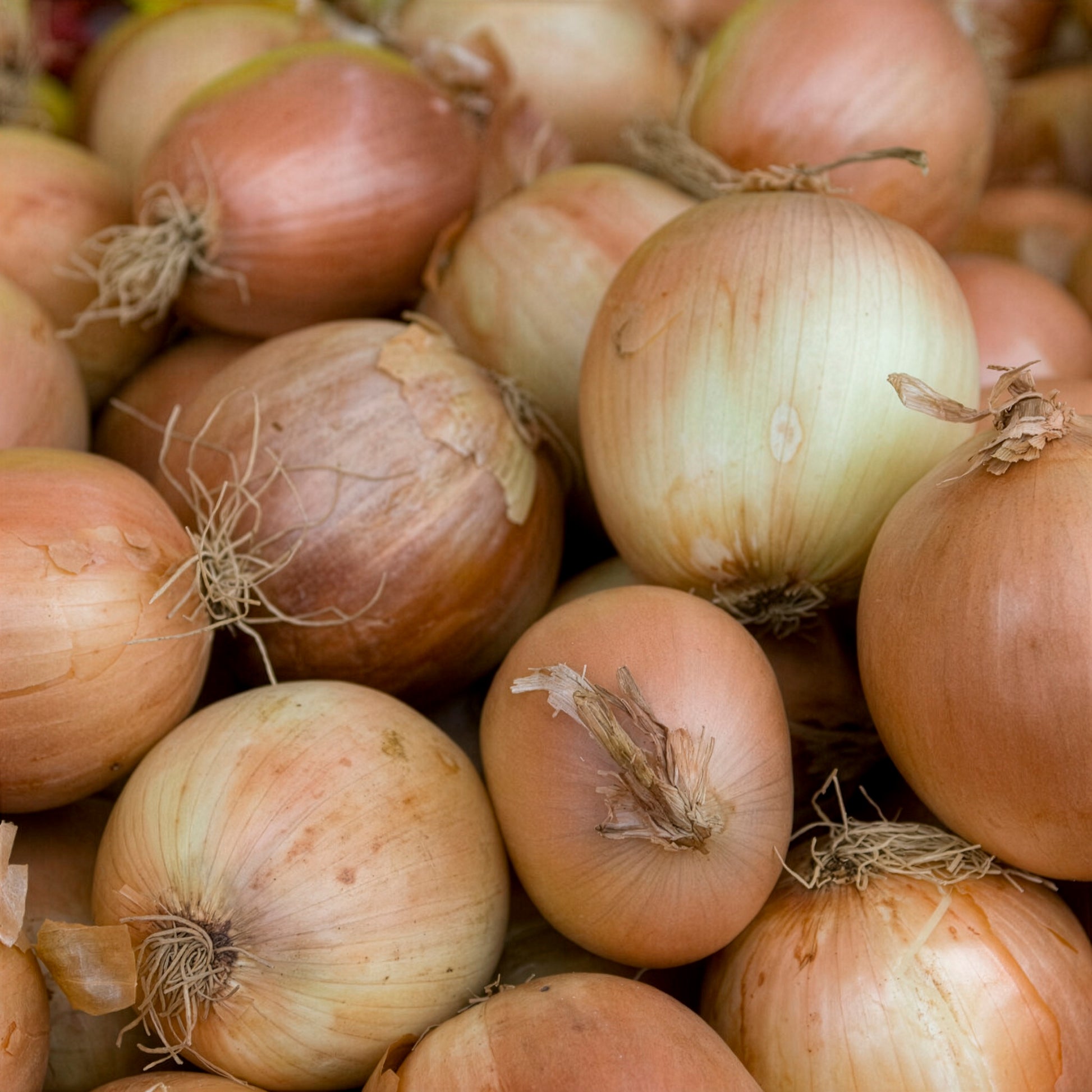 Zwiebel Centurion F1 - Allium cepa centurion f1 - Bakker