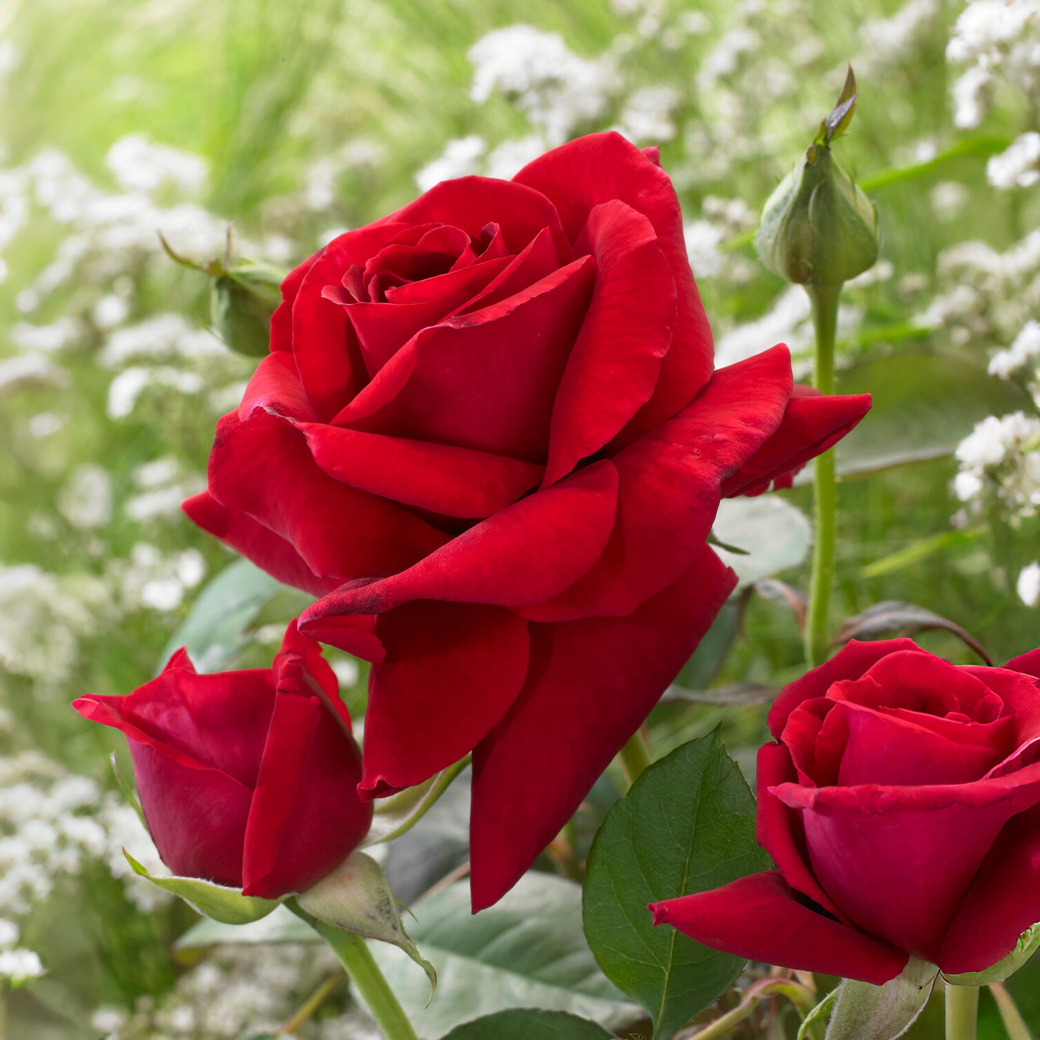 Strauchrose Duftzauber 84 - Rosa la magie du parfum - Bakker