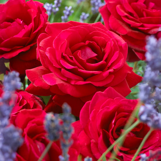 Strauchrose Duftzauber 84 - Bakker