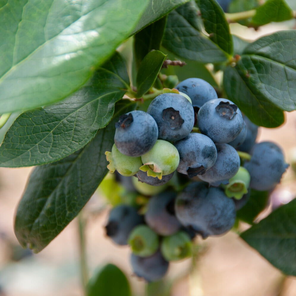 Heidelbeere Giant Patriot - Vaccinium corymbosum Giant Patriot - Bakker