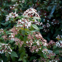 Lorbeerschneeball Spirit - Viburnum tinus Spirit - Bakker