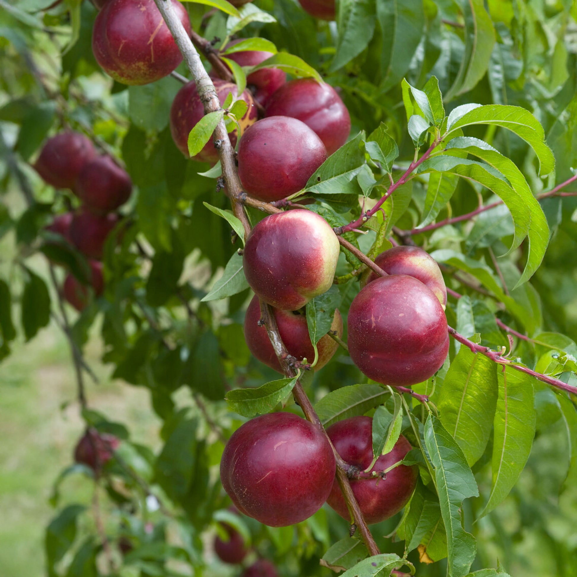 Nektarinenbaum Nectared - Prunus persica Nectared - Bakker