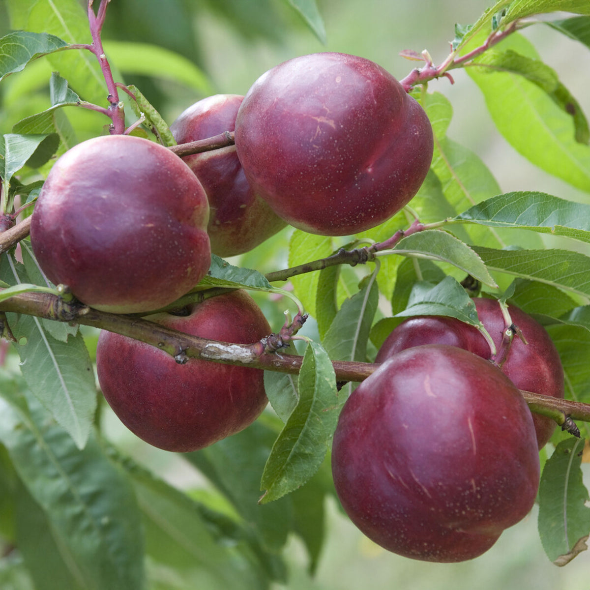 Nektarinenbaum Nectared - Bakker