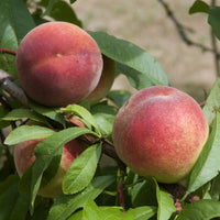Pfirsichbäume - Pfirsich Amsden - Prunus persica Amsden