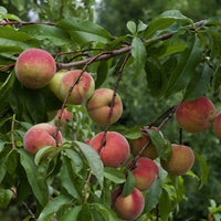 Prunus persica Amsden - Pfirsich Amsden - Pfirsichbäume