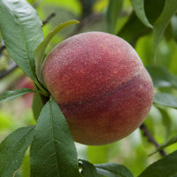 Pfirsich Amsden - Prunus persica Amsden - Bakker