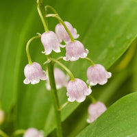 Verkauf Rosa Maiglöckchen - Convallaria majalis Rosea