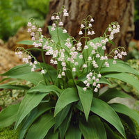 Convallaria majalis Rosea - Rosa Maiglöckchen - Stauden