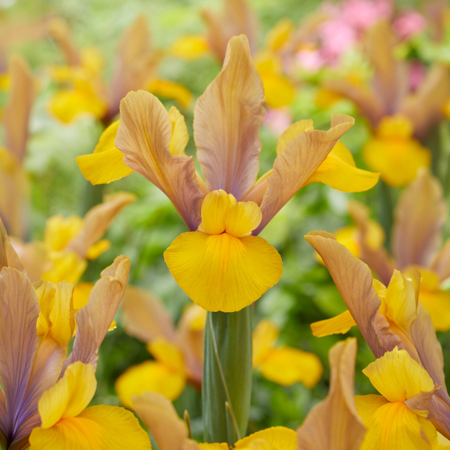 Holländische Schwertlilie Bronze Perfection (x10) - Iris hollandica bronze perfection - Bakker