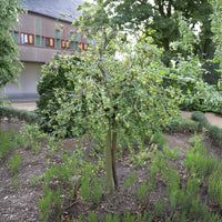 Weisse Stachelbeere auf Stamm - Ribes uva-crispa Hinnonmäki Grün - Bakker