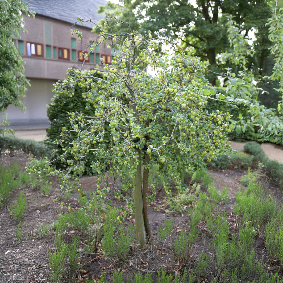 Weisse Stachelbeere auf Stamm - Ribes uva-crispa Hinnonmäki Grün - Bakker