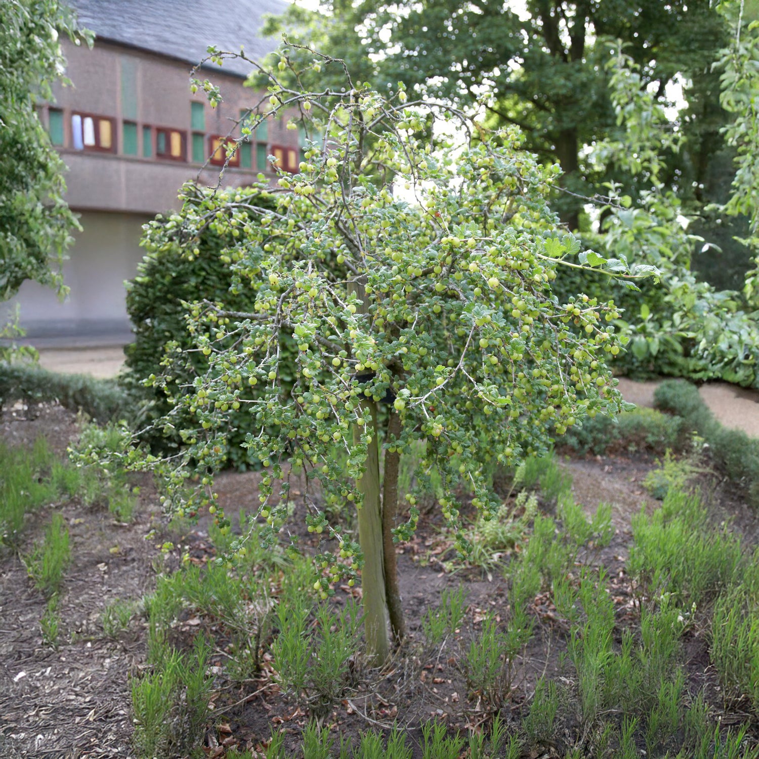 Weisse Stachelbeere auf Stamm - Ribes uva-crispa Hinnonmäki Grün - Bakker