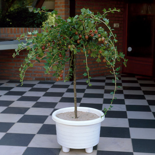 Rote Stachelbeere auf Stamm - Bakker