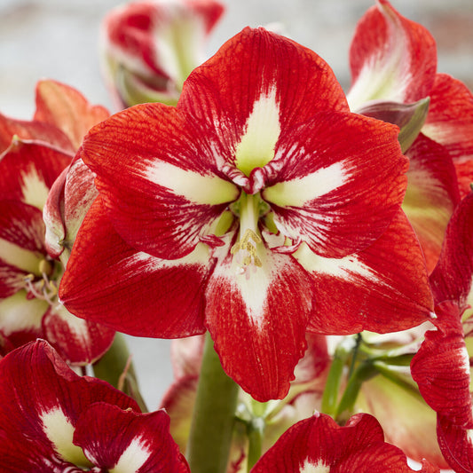 Amaryllis Barbados - Bakker