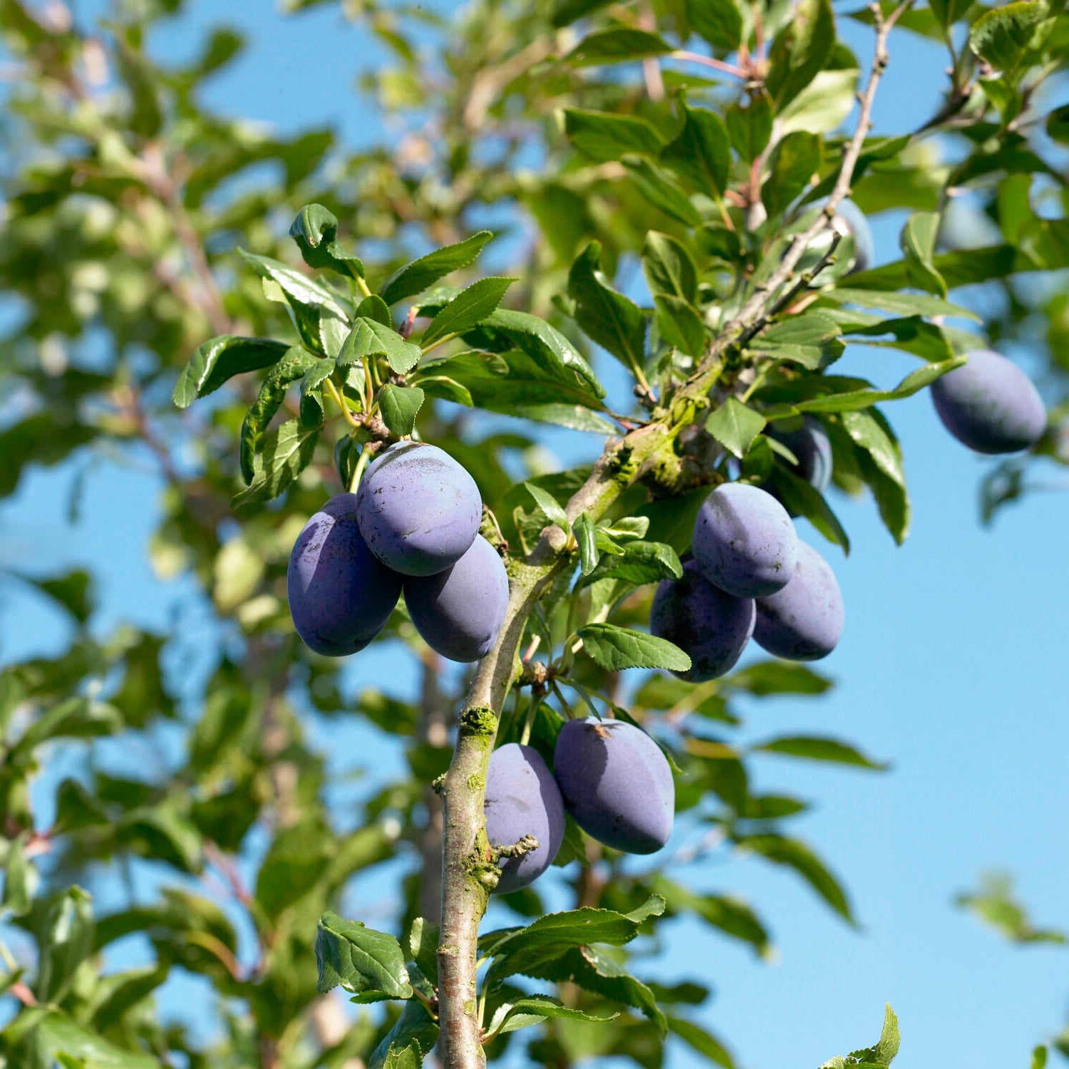 Pflaumenbaum Präsident - Prunus domestica Président - Bakker