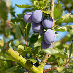 Pflaumenbaum Präsident - Bakker