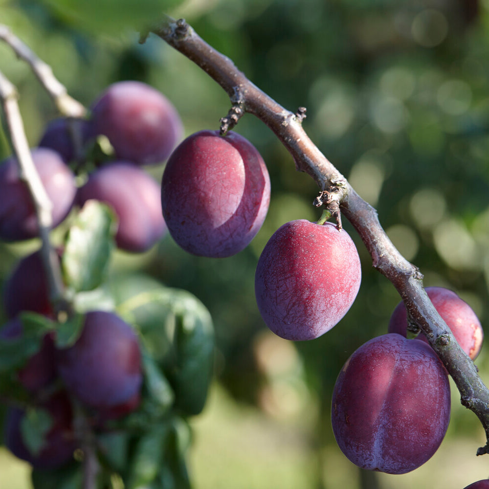 Pflaume Claude d'Althan - Prunus domestica Reine Claude d'Althan - Bakker