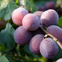 Pflaume Claude d'Althan - Bakker