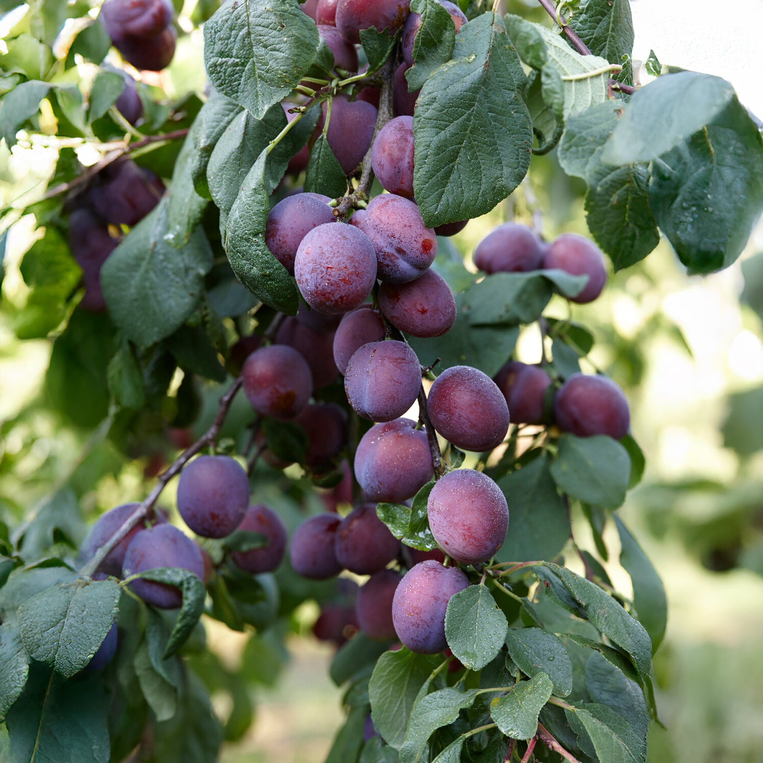 Prunus domestica Reine Claude d'Althan - Pflaume Claude d'Althan - Pflaumenbäume