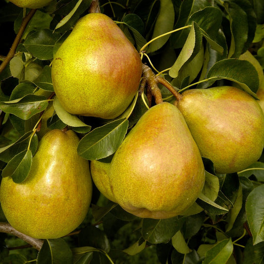 Birnbaum Doyenné du Comice - Pyrus communis 'doyenne du comice' - Birnen