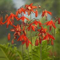 Korallentröpfchen (x5) - Bessera elegans - Bakker